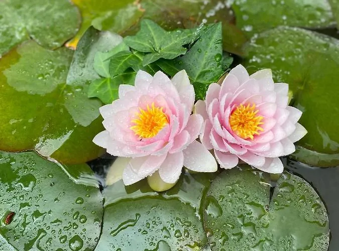 Quinta Casal Da Eva Alcobaça